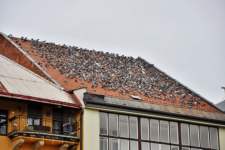 A2B Pest Control are able to install spikes to deter birds from roofs in Gillingham. 