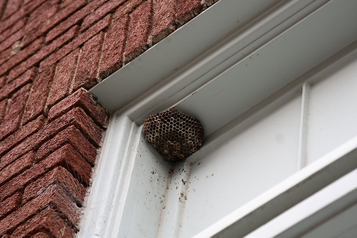 We provide a wasp nest removal service for domestic and commercial properties in Gillingham.